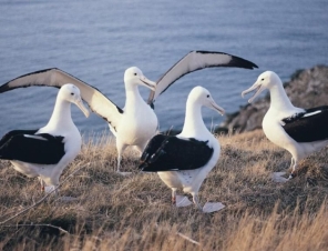 group of albatross